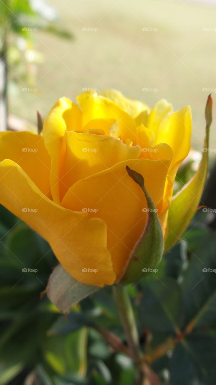 yellow rose, macro shot