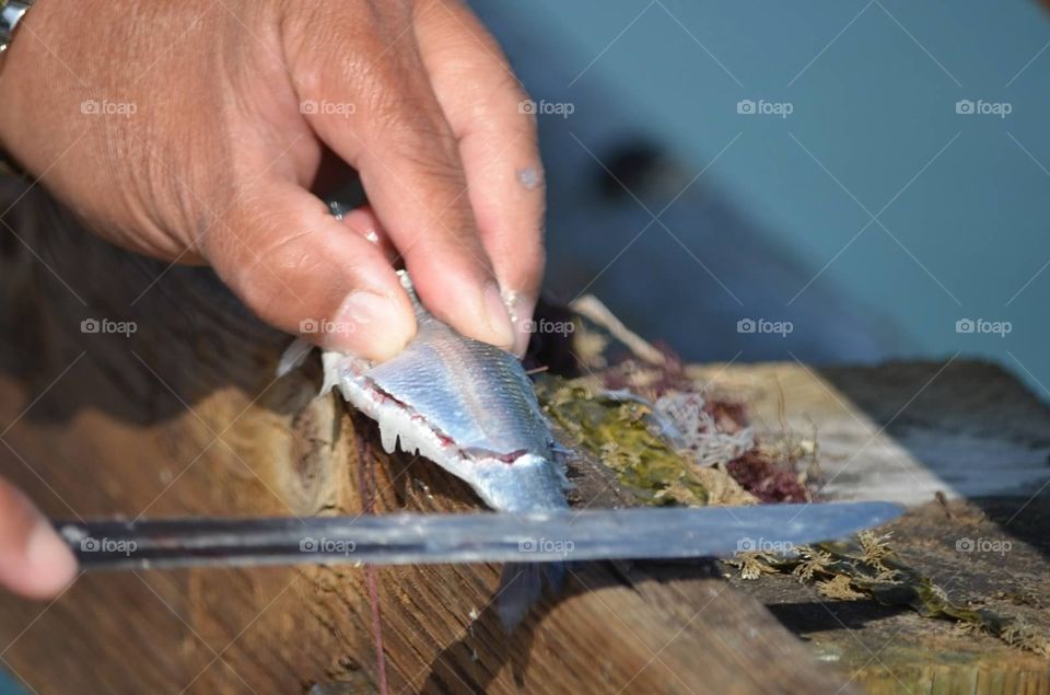 Fillet of fish . Fisherman filleting fish for bait
