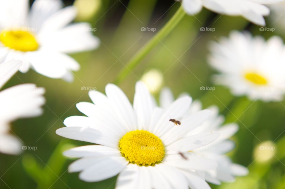 Bug over a Flower . A bug flying over a white Flower in a garden. 