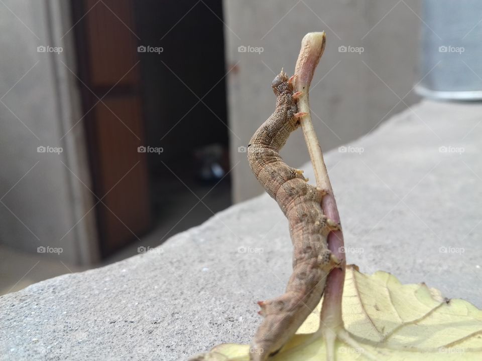 a reptile on the plant leaf.