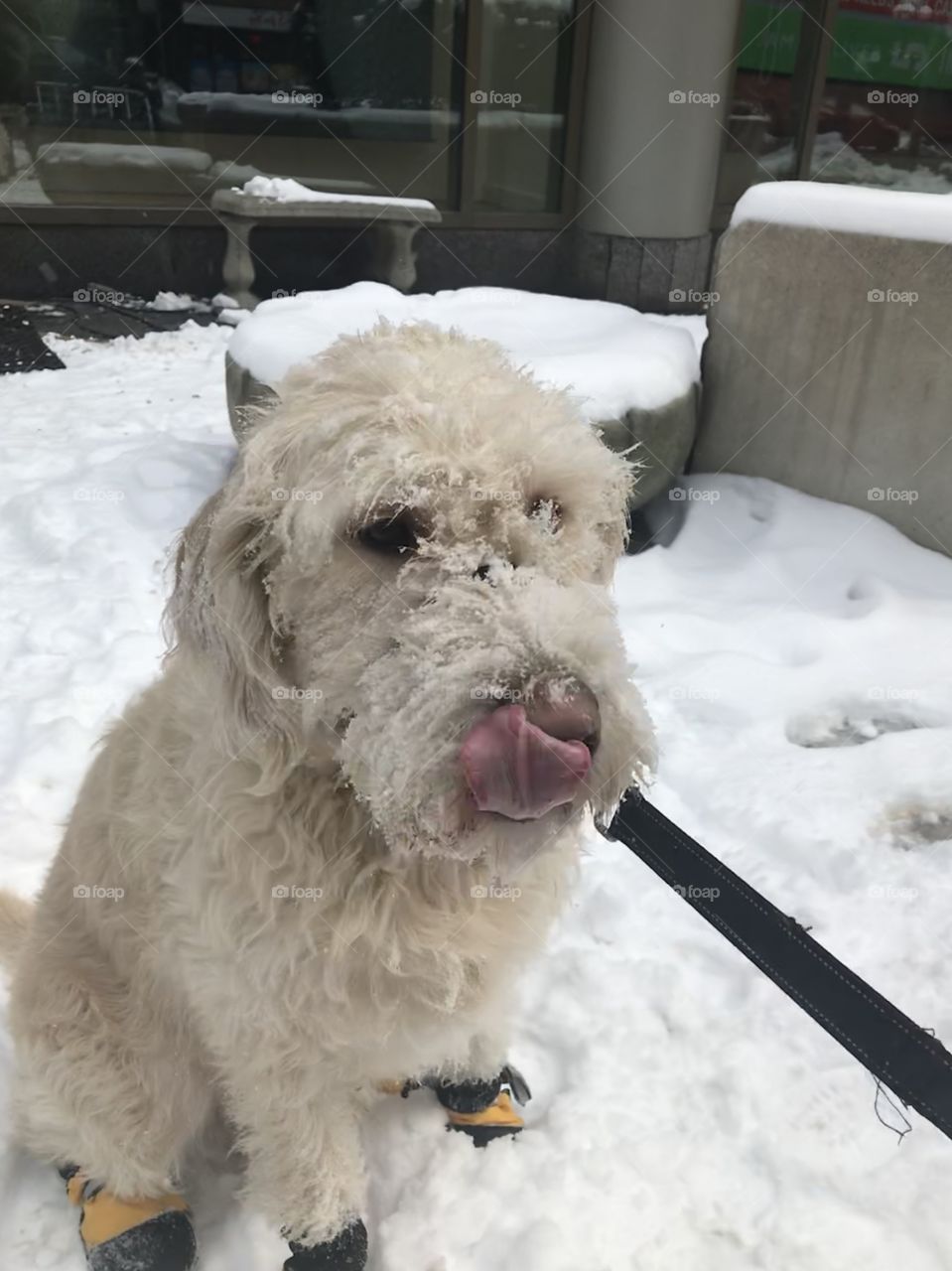 Marley enjoying the snow a bit too much