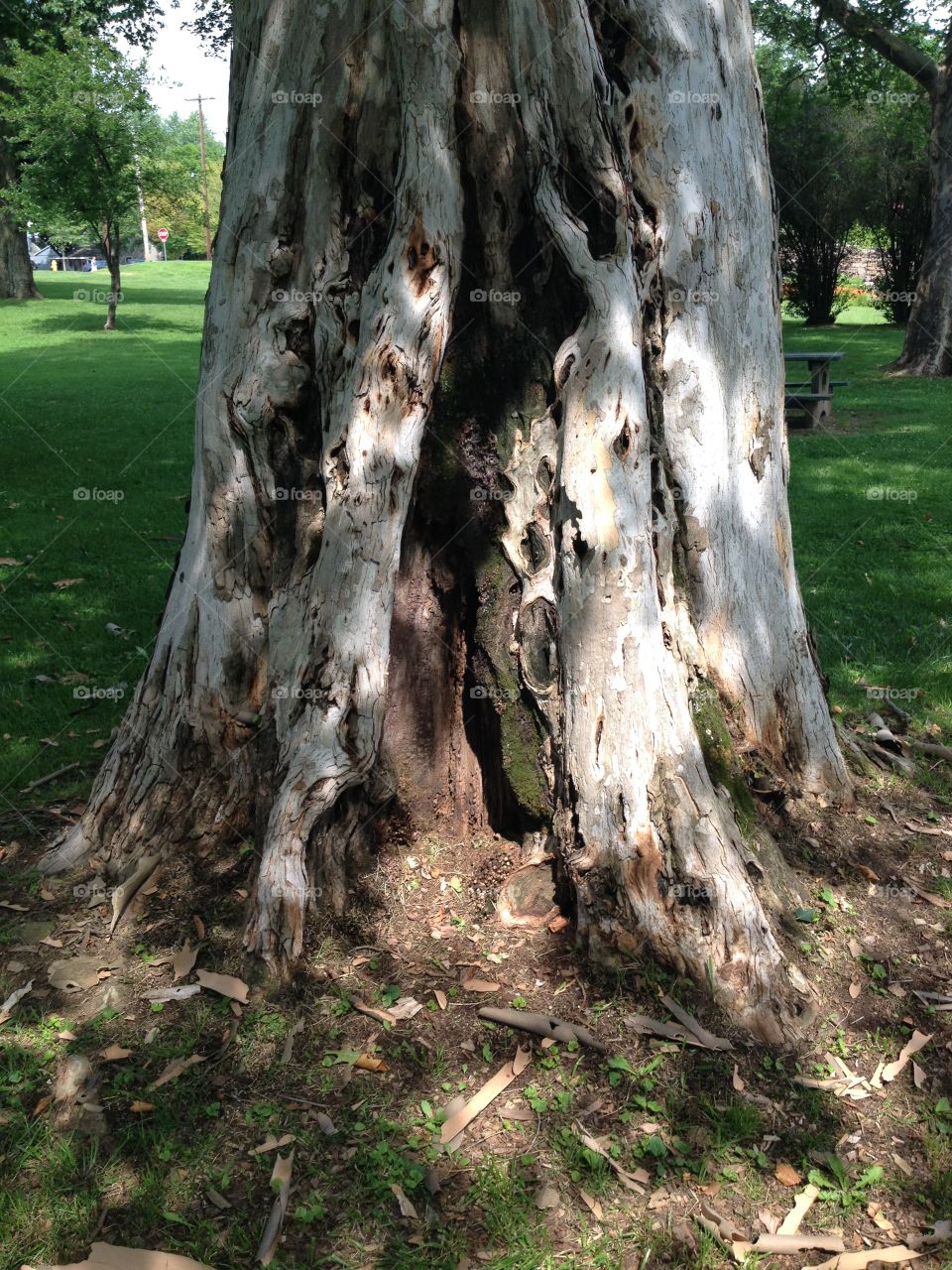 Old tree in Pennsylvania 