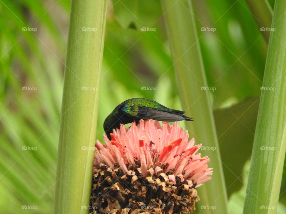 hummingbird on the flower, pollination.