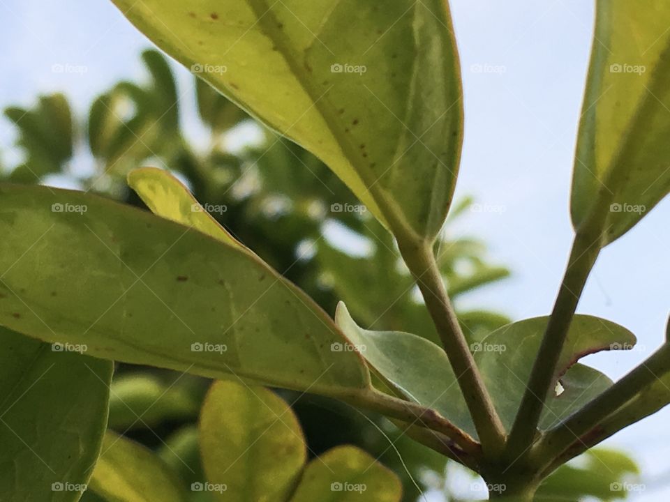 “Primerísimo Verde”