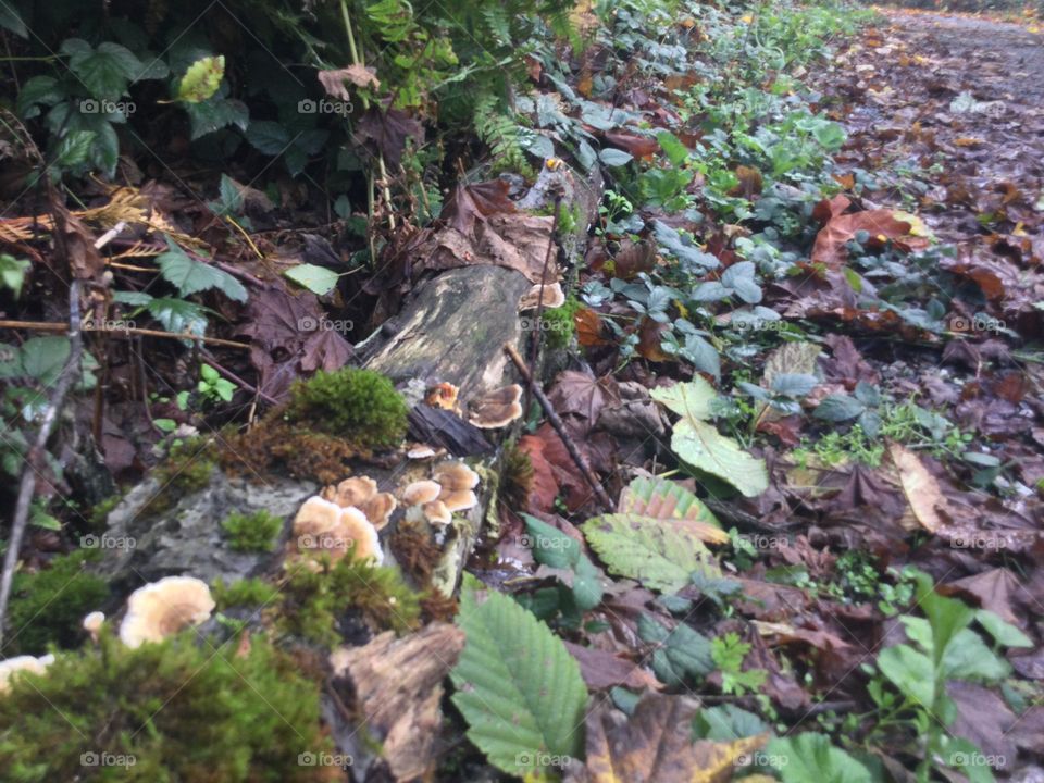 Mushrooms growing on a log 