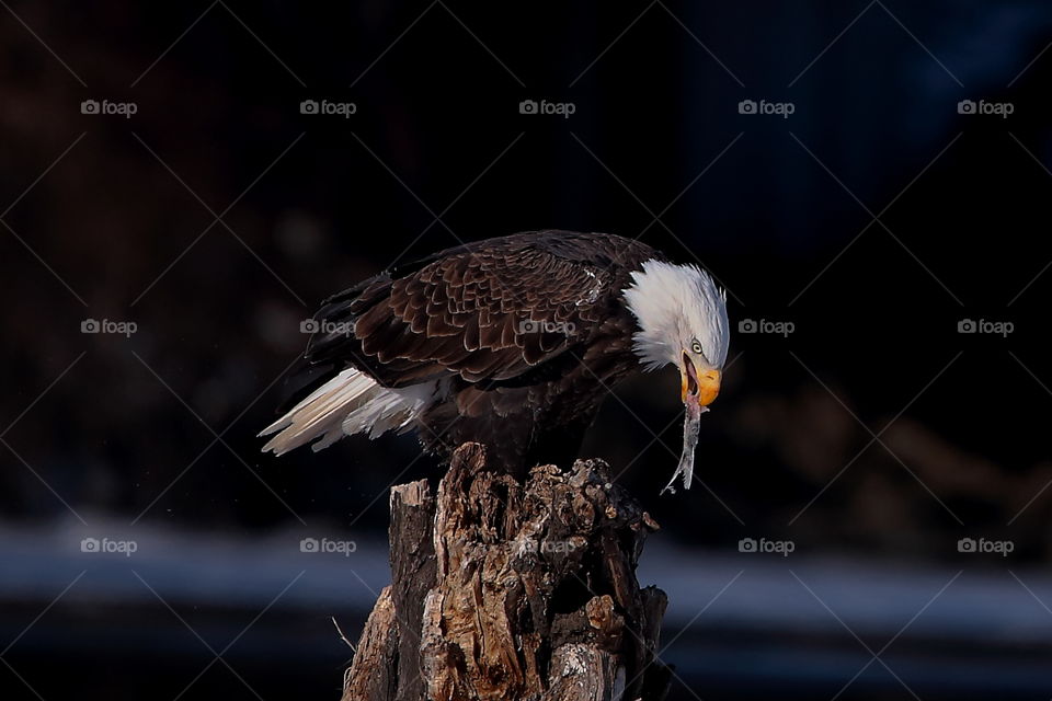 bald eagle