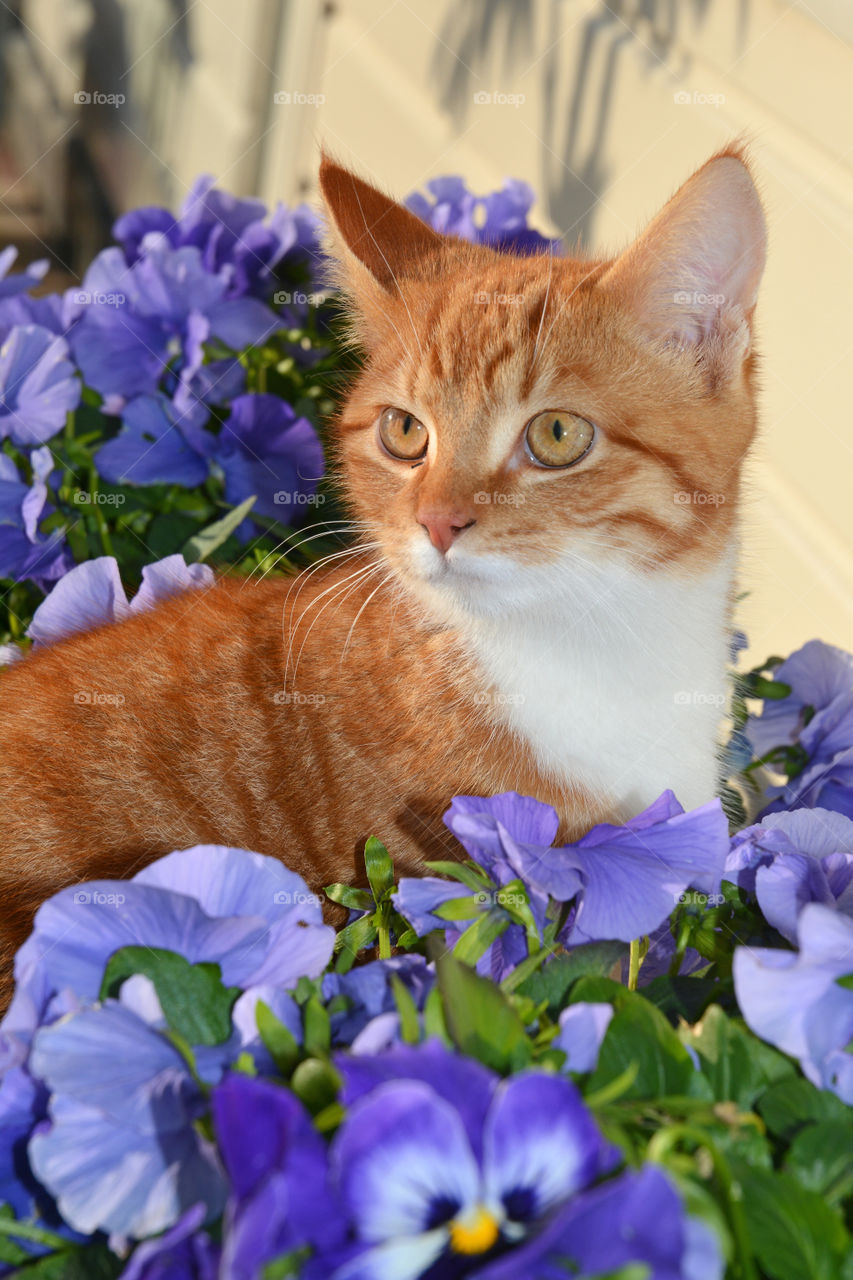 fluffy ginger cat sitting between purple violet flowers