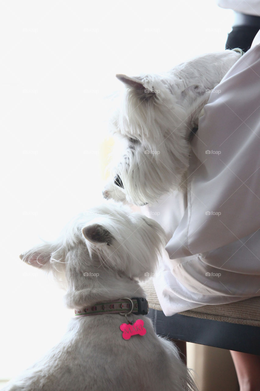 2 dogs couple kissing, white, lovely