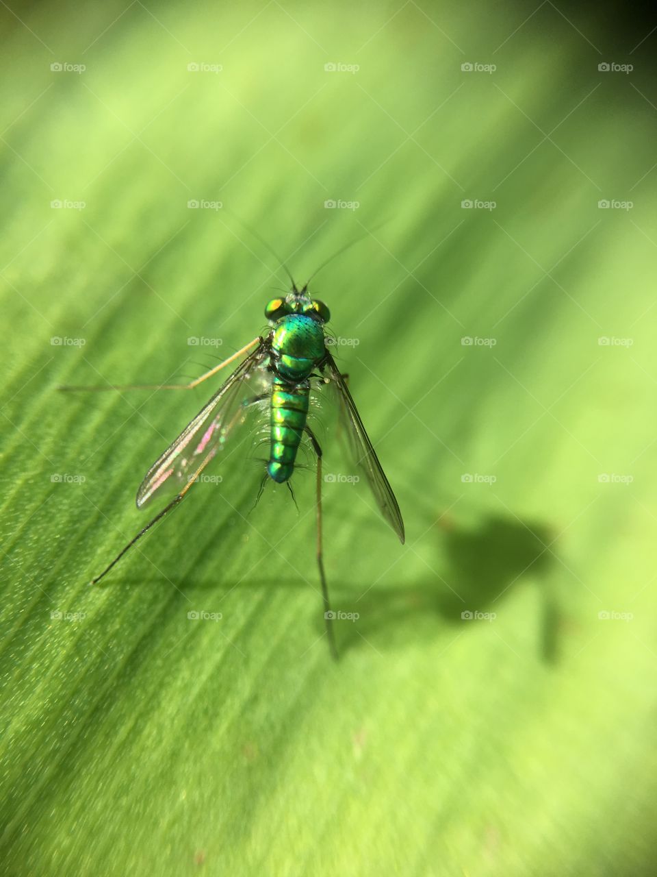 Green fly with shadow