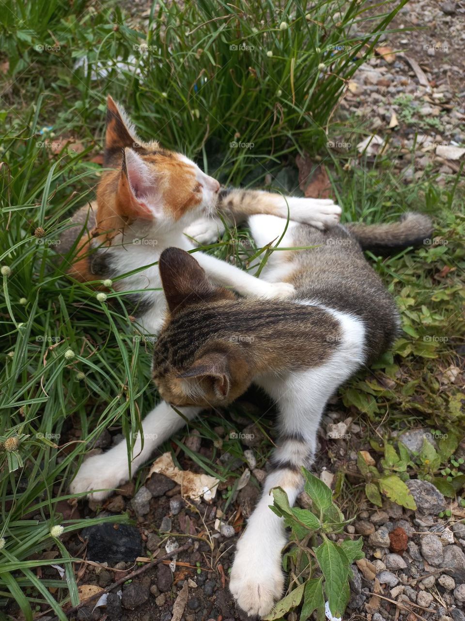 Cute kitten playing in the grass