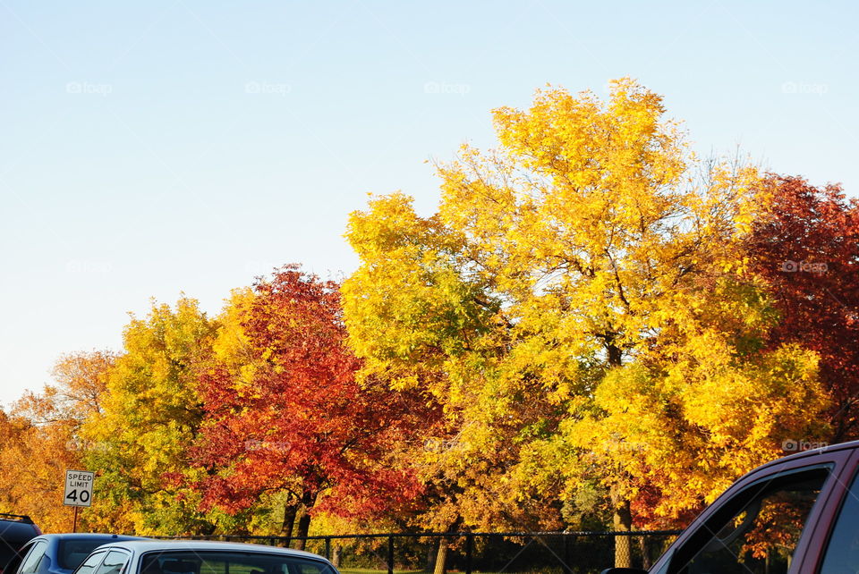 Beautiful trees in Chicago