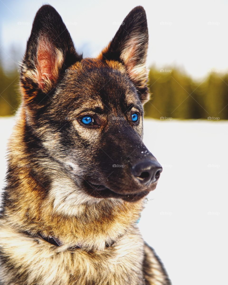 Dog, Canine, Cute, Pet, German Shepherd