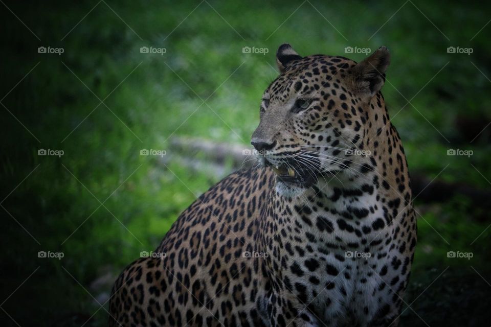 leopard