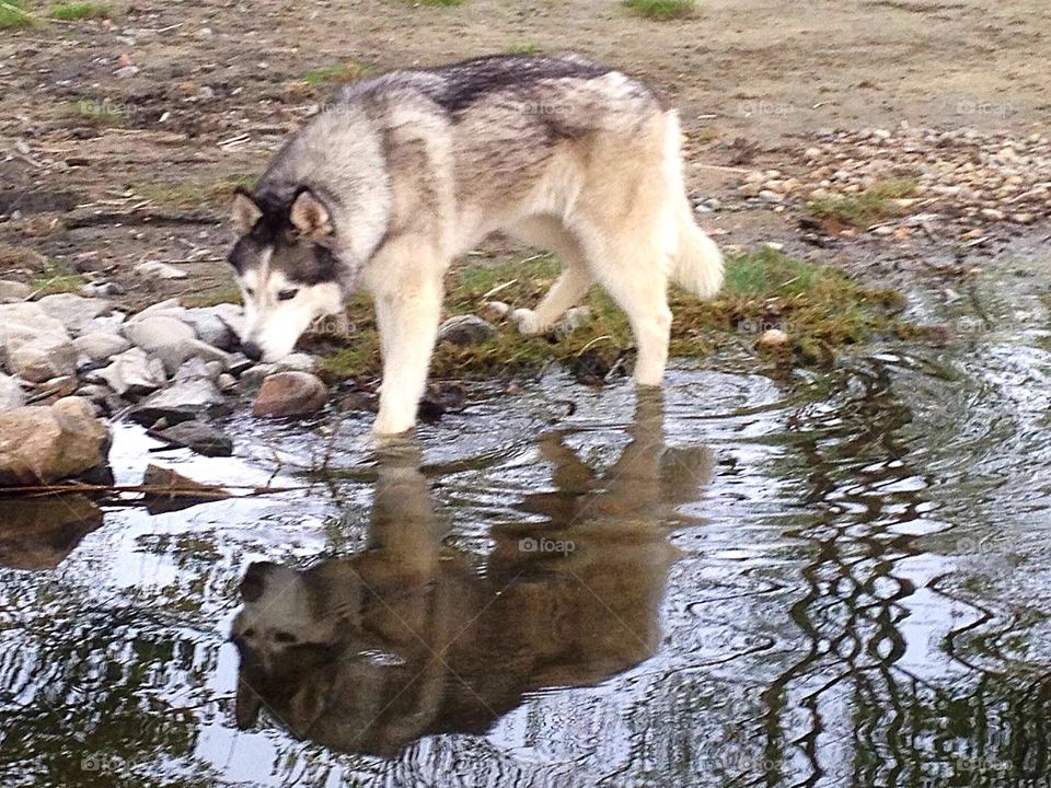 Siberian husky
Reflection in the water, this would make a nice painting
