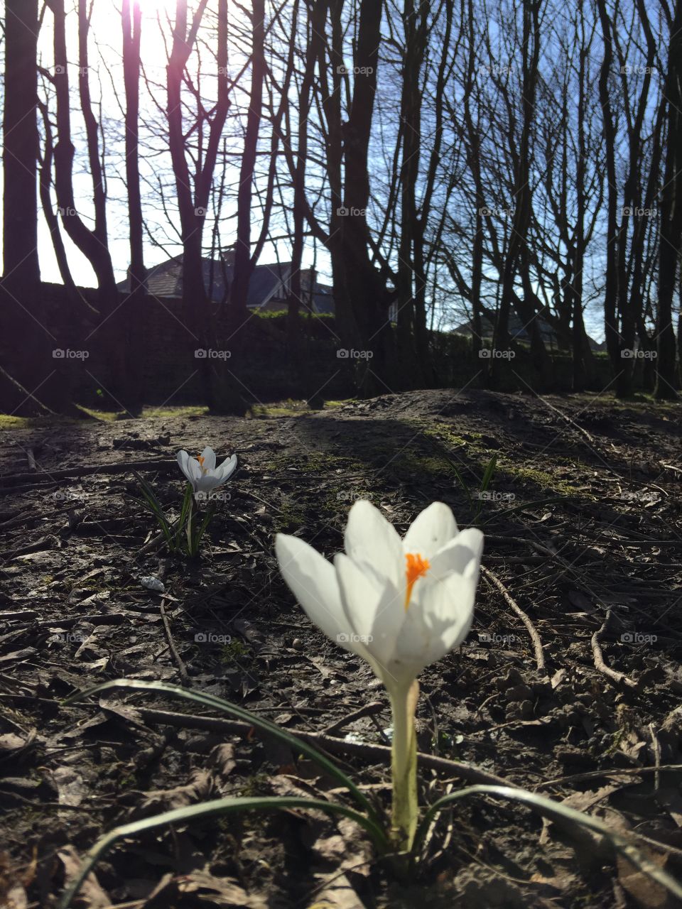 Crocus in woodland with the sun behind
