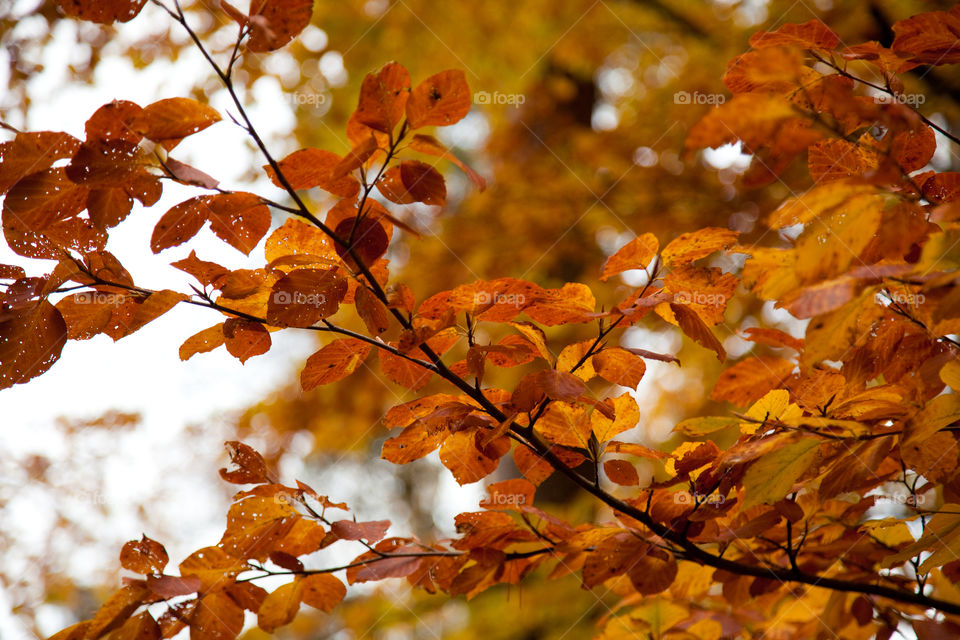 Close-up of tree branch