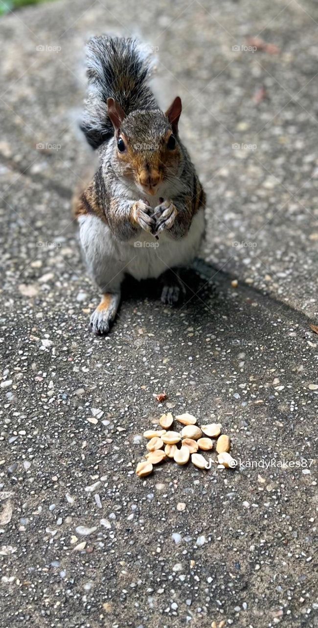 Fluffy squirrel eating nuts