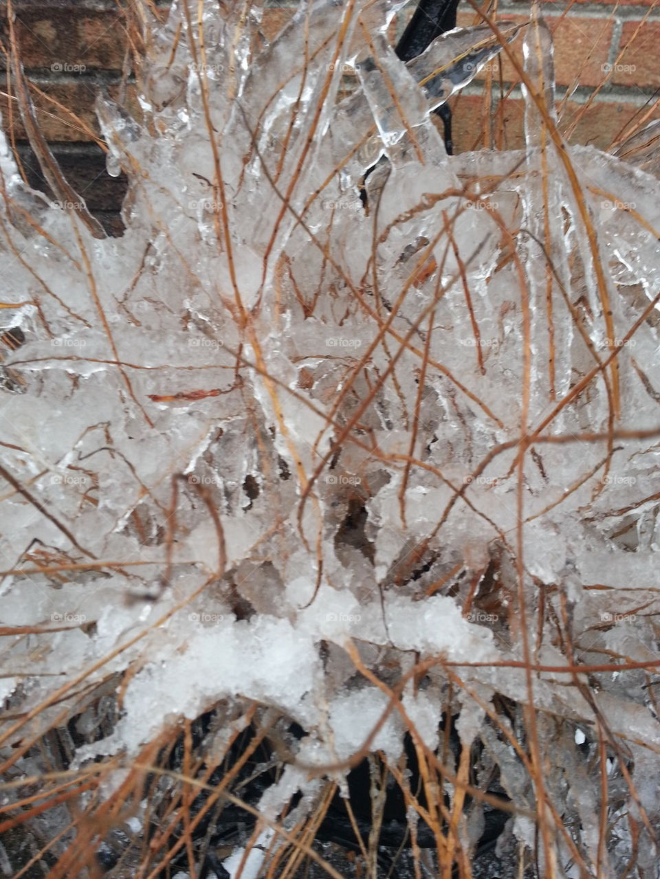 icicle. My plant is covered with ice.