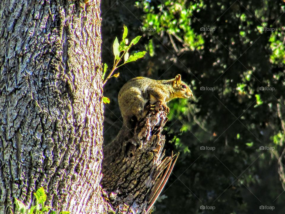 squirrel in a tree