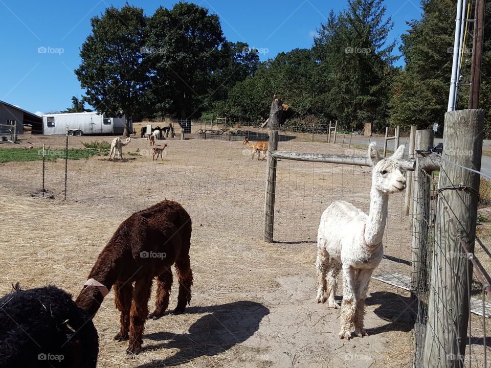 alpacas