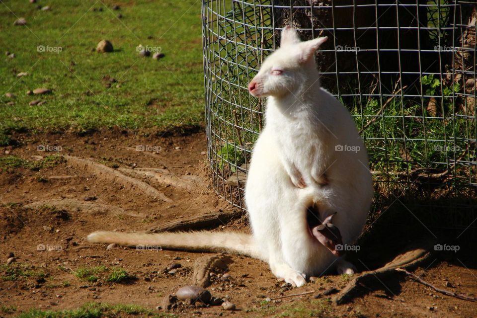 A albino kangaroo with a joey 