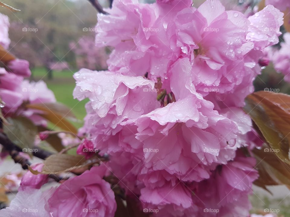 Cherry flowers in the rain