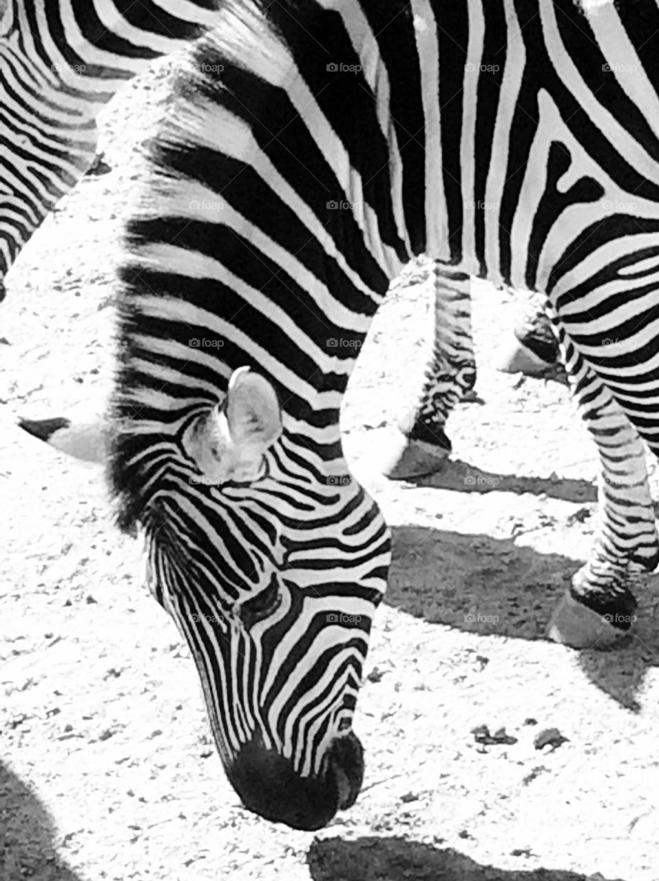 zebra