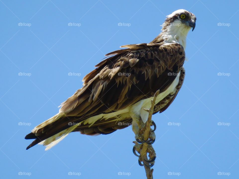 Osprey. Osprey at Fort Myers Beach