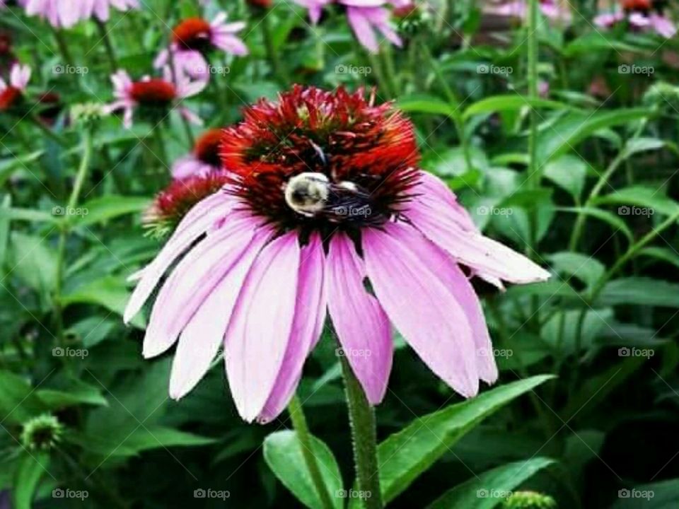 bees love our coneflower garden