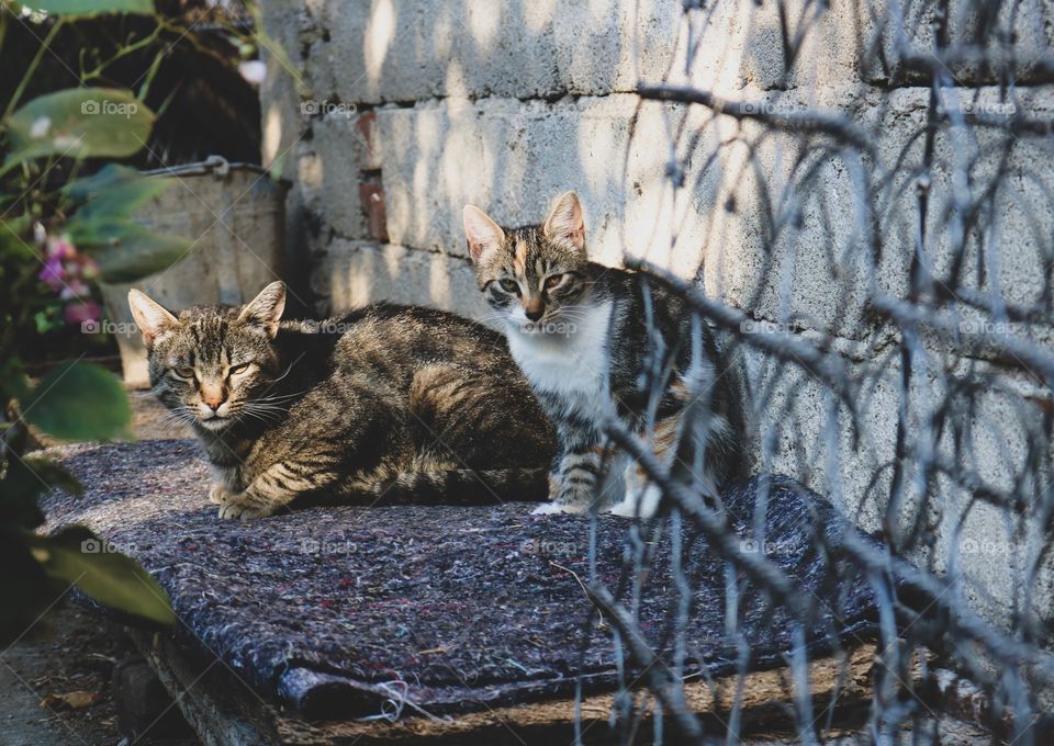 Two cats in the garden