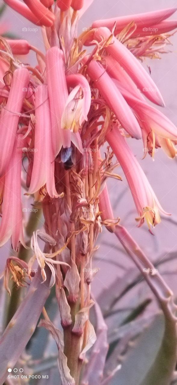 beautiful bee on flowers.