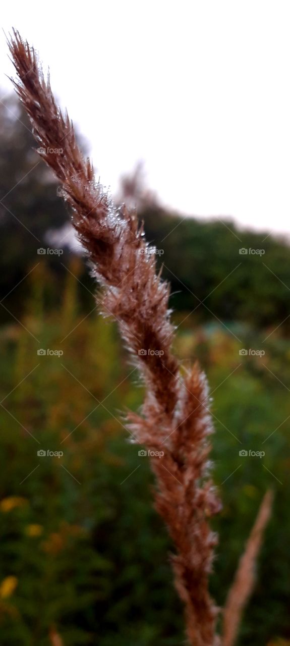 dew drops on spike of grass at sunrise in  the meadow