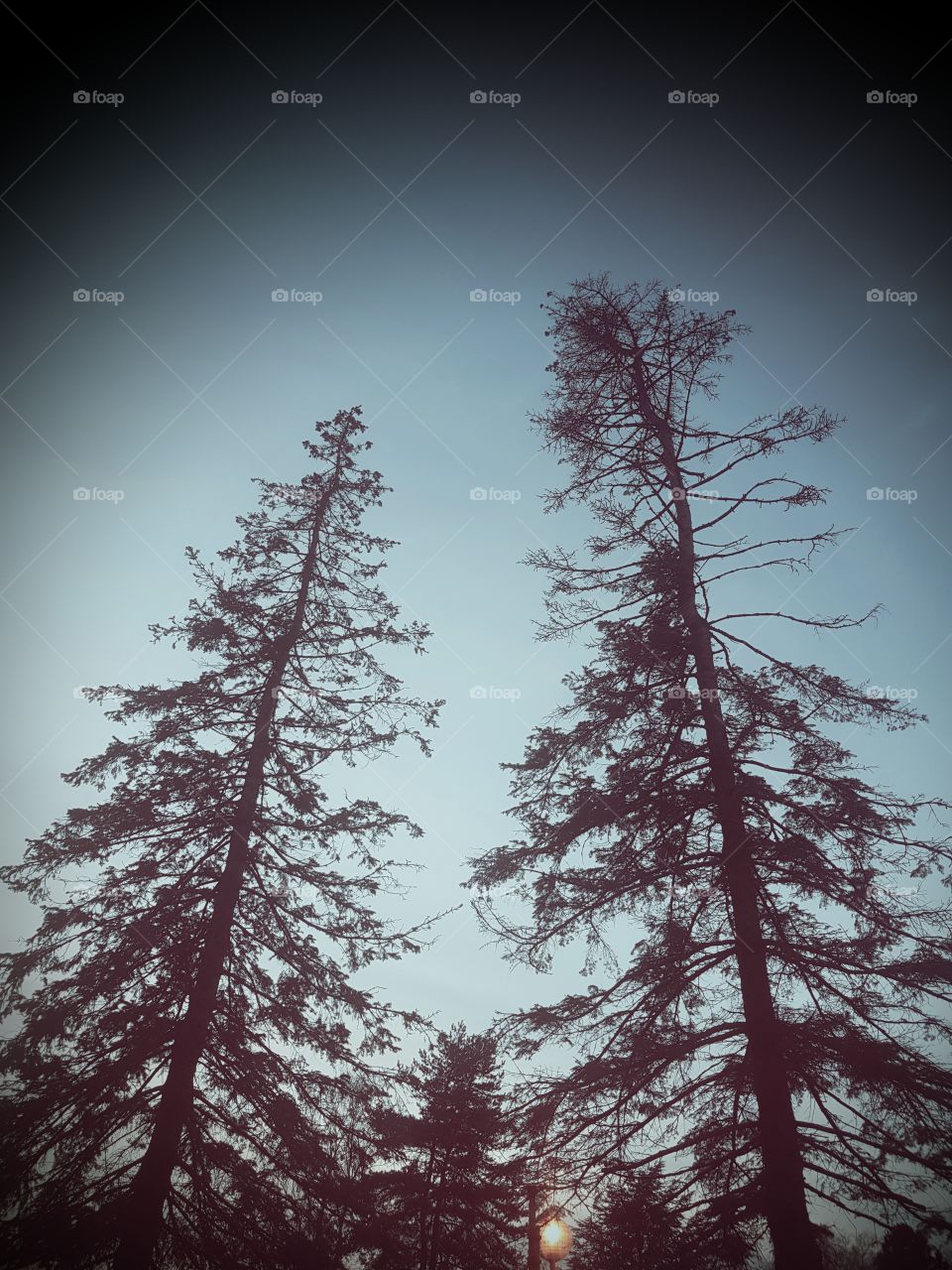 winter trees in sunset