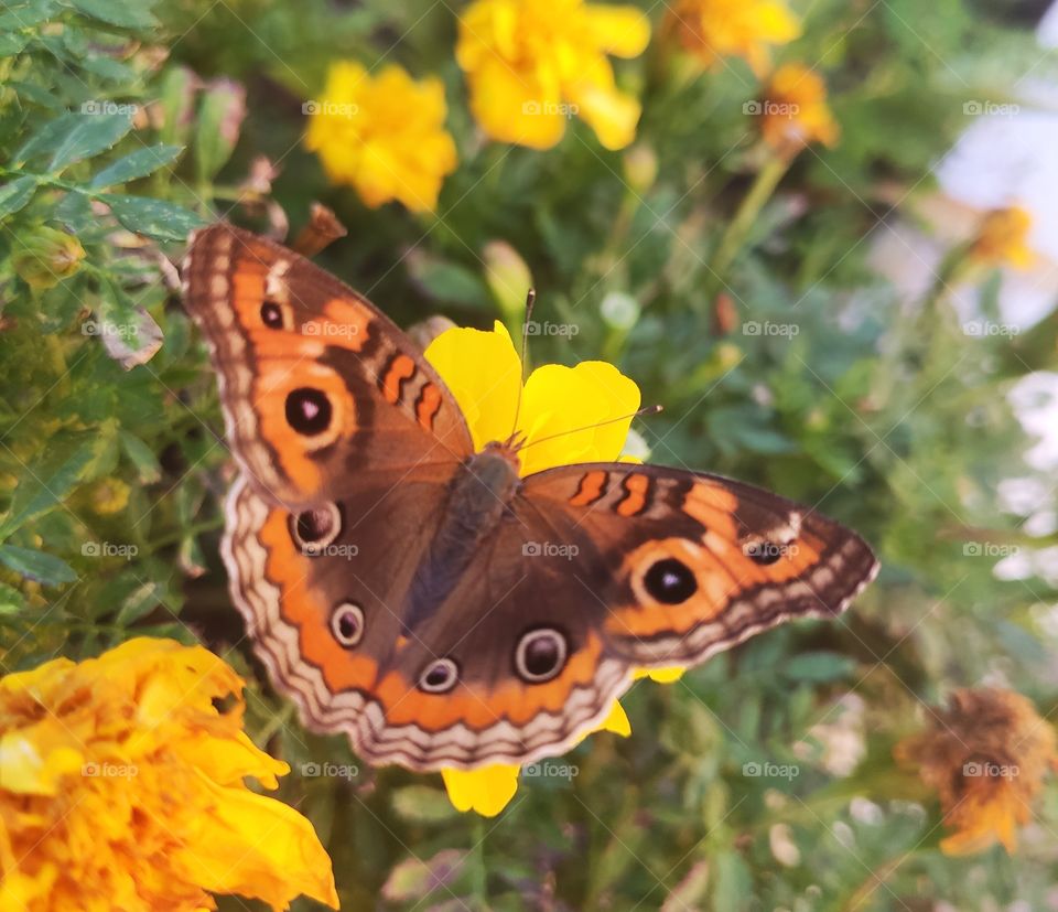 butterfly Flower