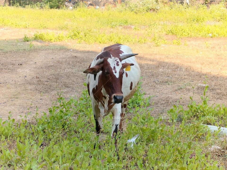 Cow Picture, Photography of Cow, the poor cow