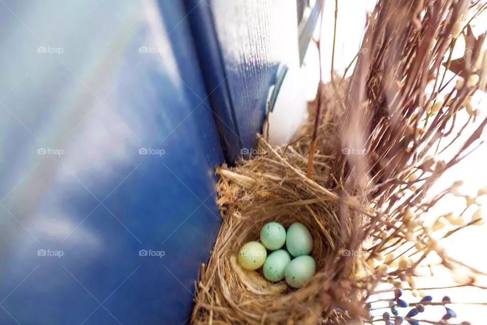 Eggs