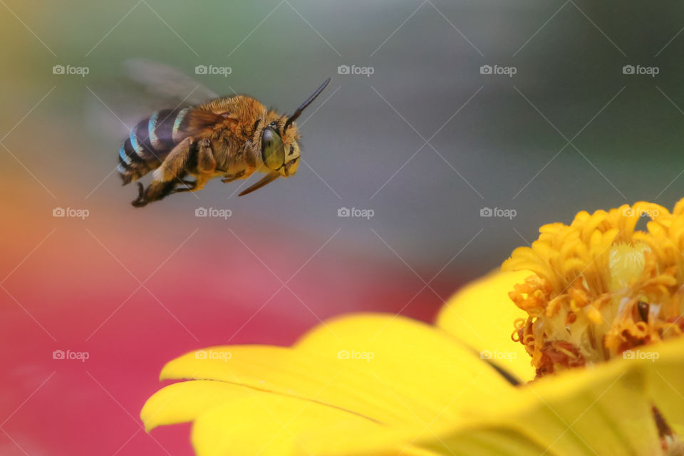 blue banded bee rising up for springs