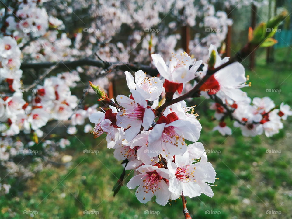 apricot bloom in the city of Kiev