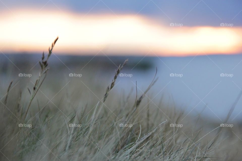 Nature and sunset 