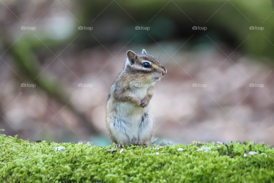 Little cute chipmunk