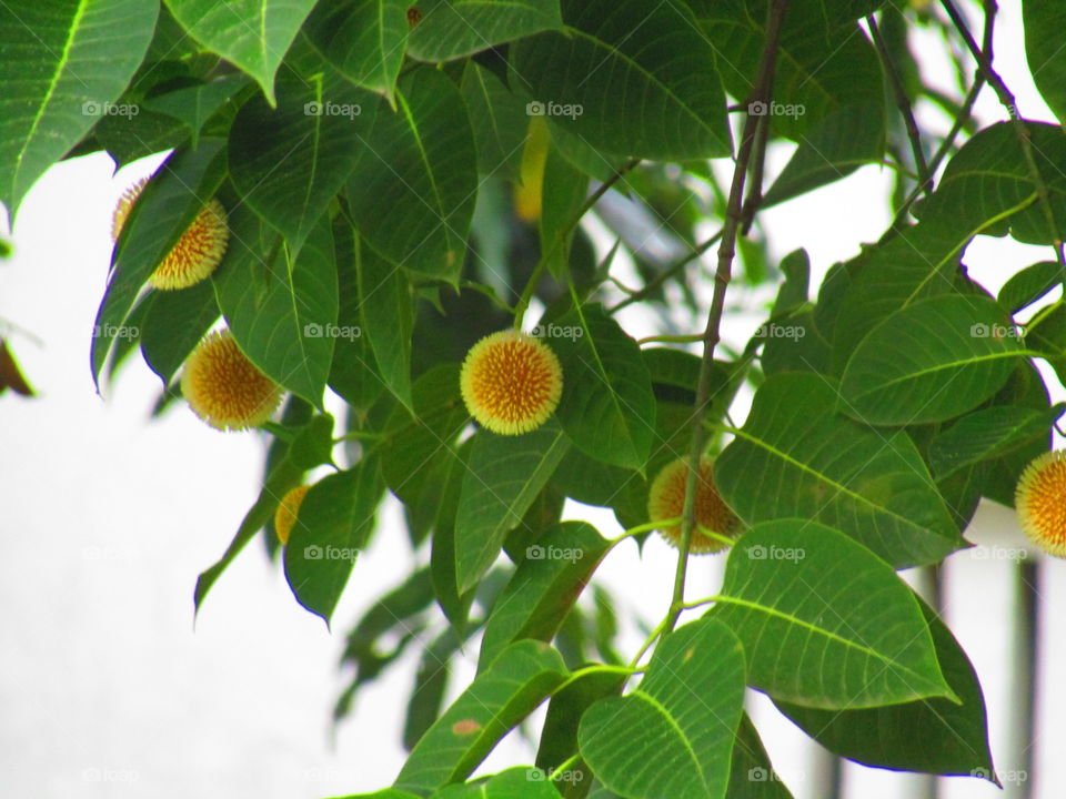 Neolamarckia cadamba, with English common names burflower-tree, laran, And Leichhardt pine, and called kadam locally, is an evergreen, tropical tree native to South and Southeast Asia.
