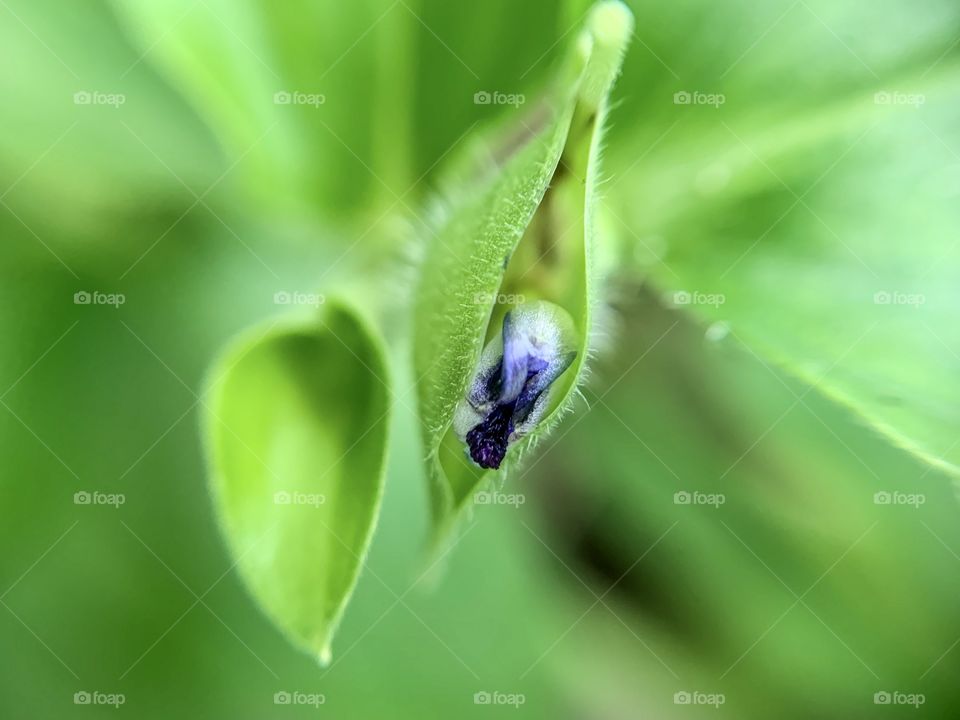 Macro photography: flower blooming 