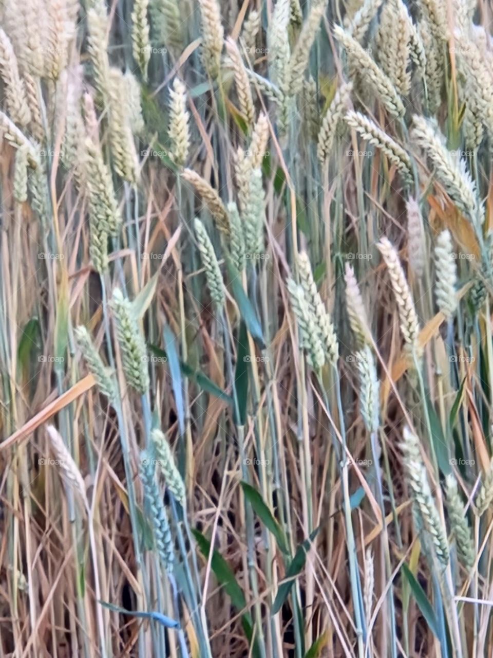 close-up view of multi-colored wheat field stalks in Oregon countryside on a Summer evening