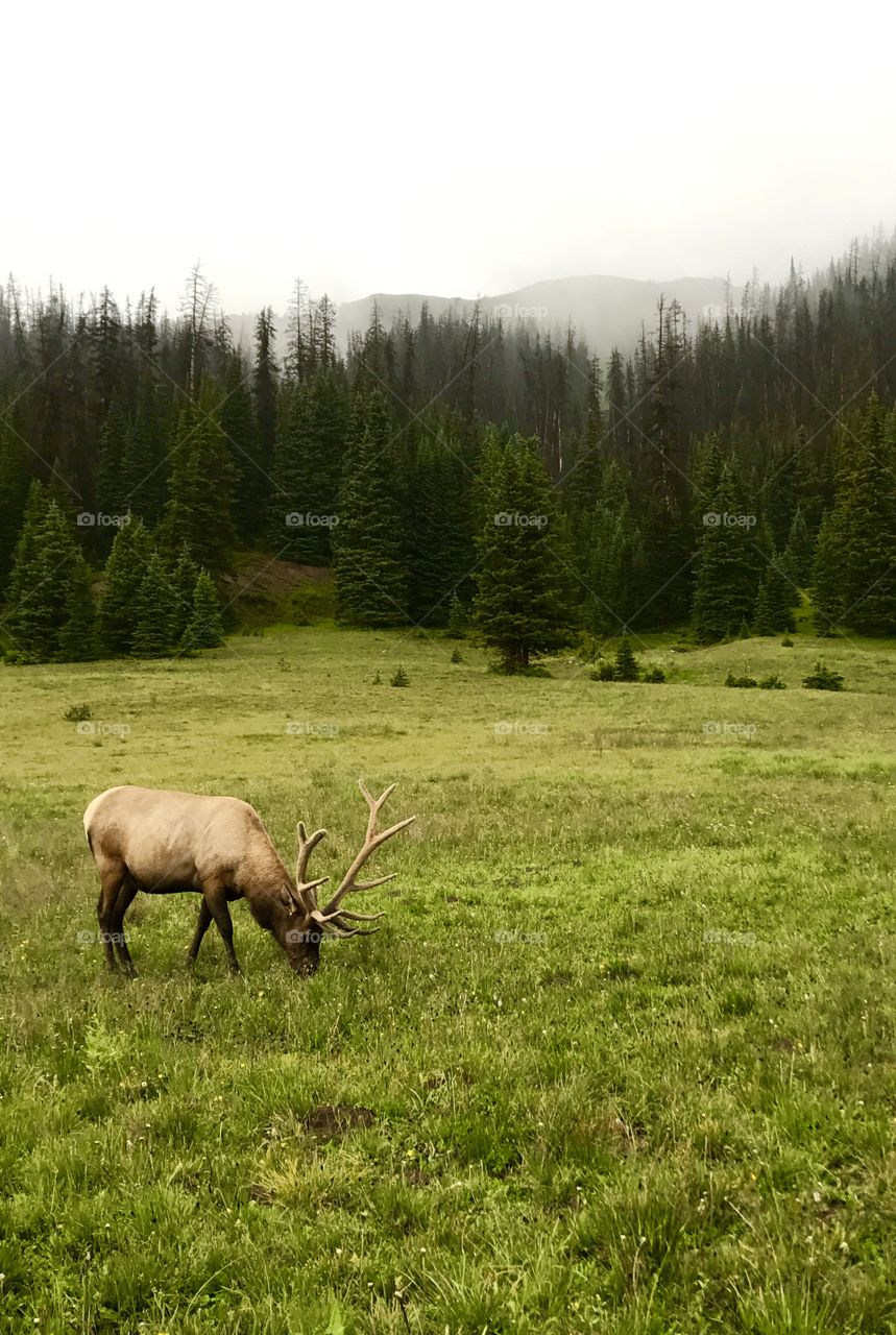 Reindeer in the mountains