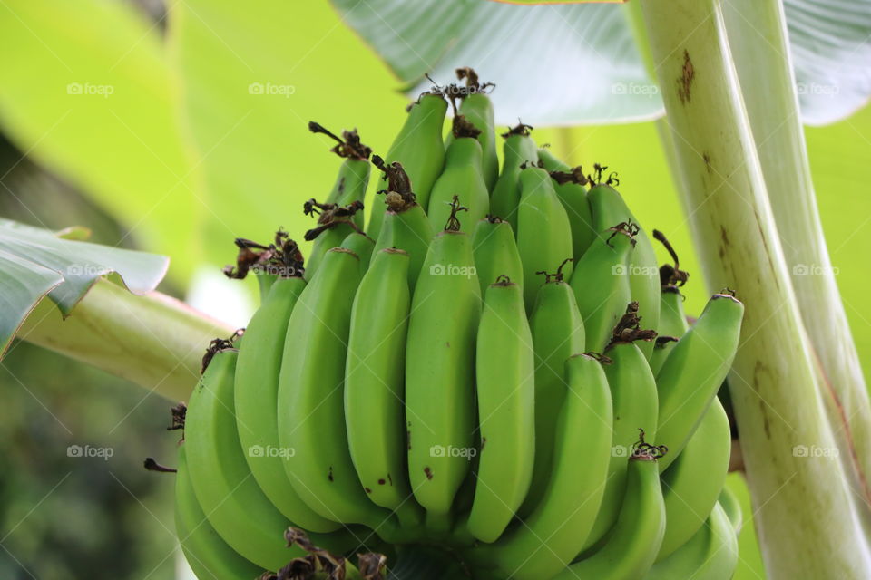 Green bananas 