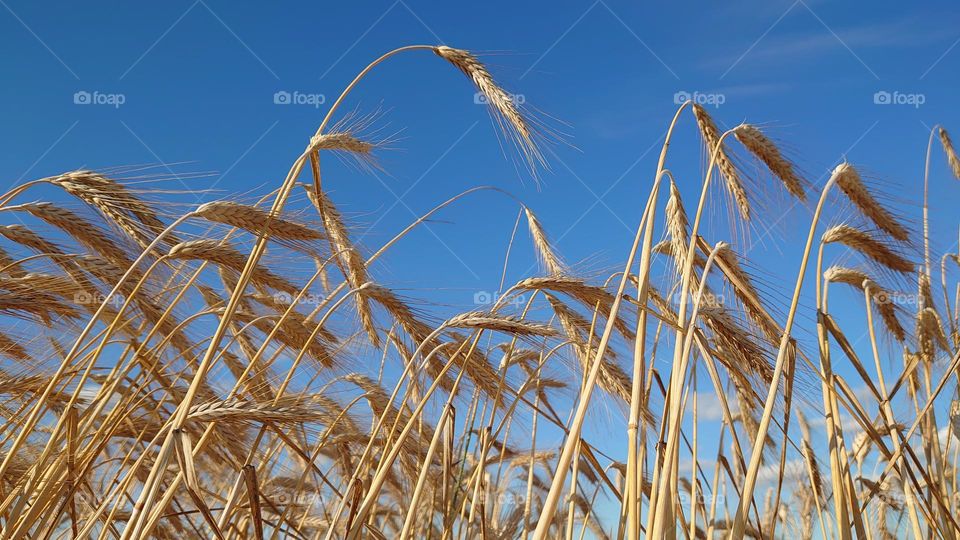 Wheat ears 🌾