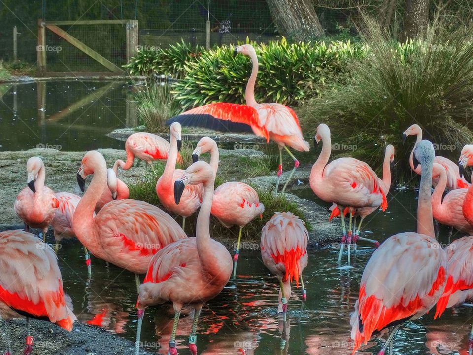 Pink flamingoes