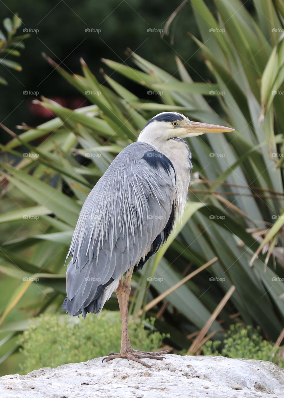 Gray heron