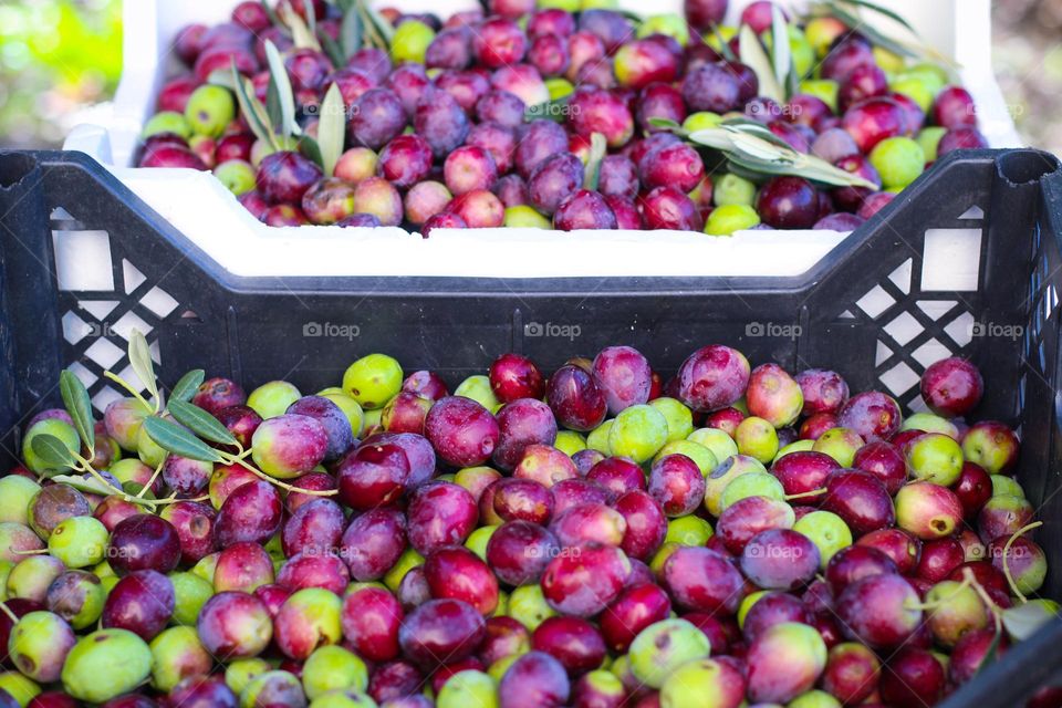 Close up of freshly harvested olives ready for processing into olive oil