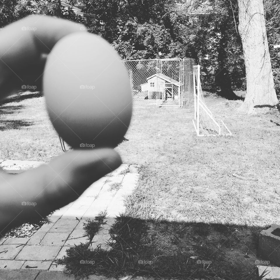 First egg